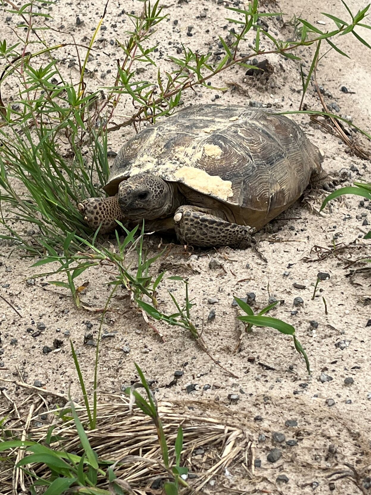 Slater Gopher Tortoise.jpg